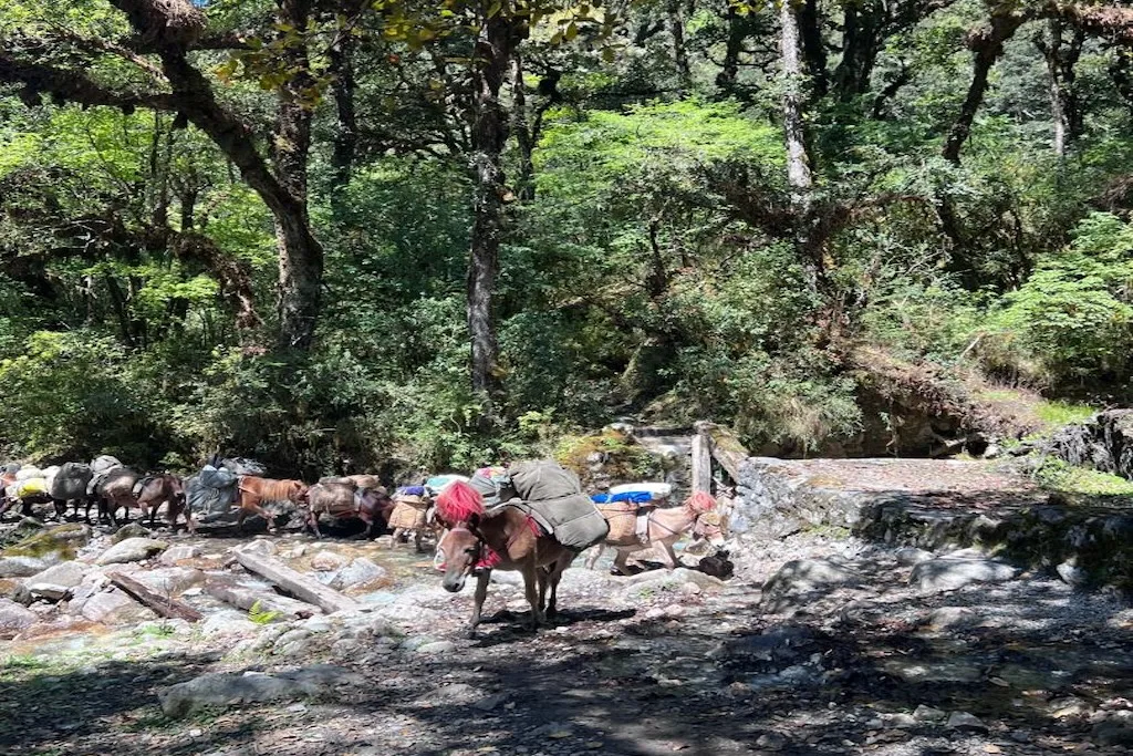 Druk Path Trek (6 Days)