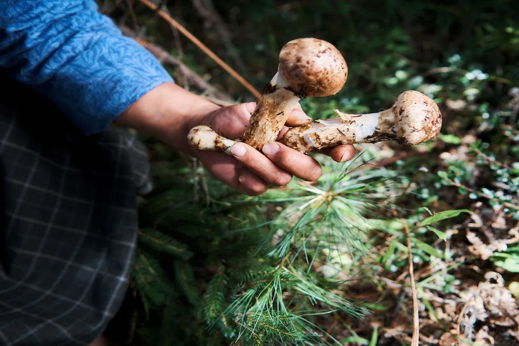 Matsutake Festival Tour 4 Days